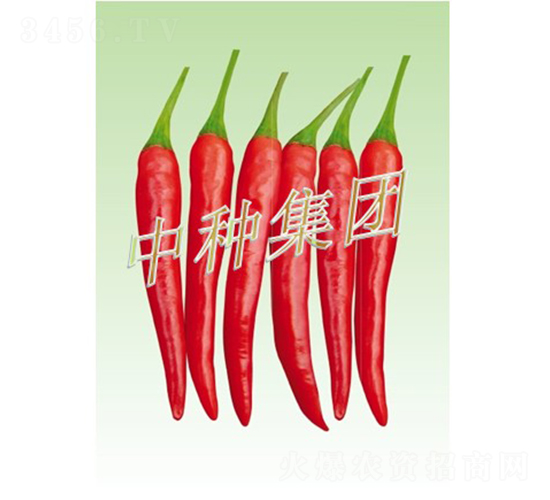 紅奇08-辣椒種子-中種集團(tuán)