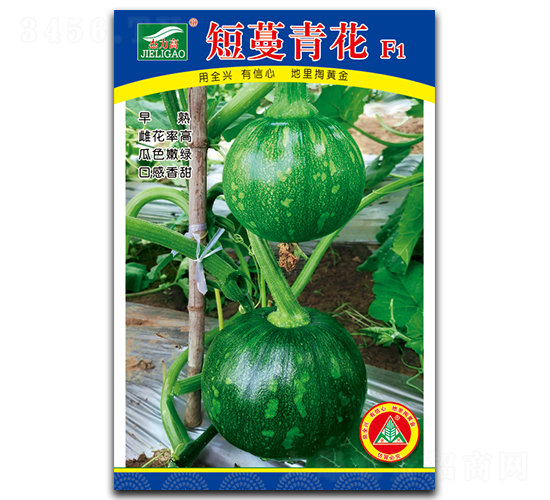 短蔓青花-小青瓜種子-全興種業(yè)