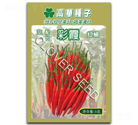 彩霞-辣椒種子-克勤種子