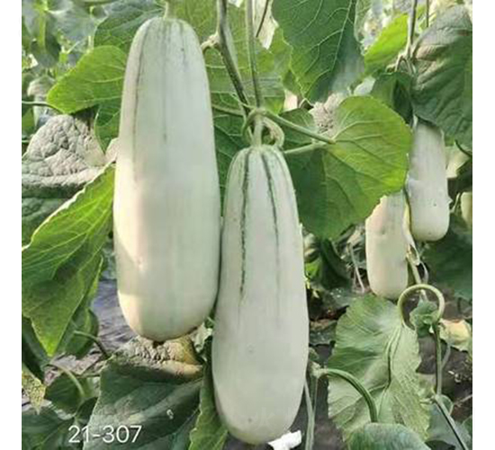 九圣禾甜蜜61號(hào)-甜瓜種子-九圣禾