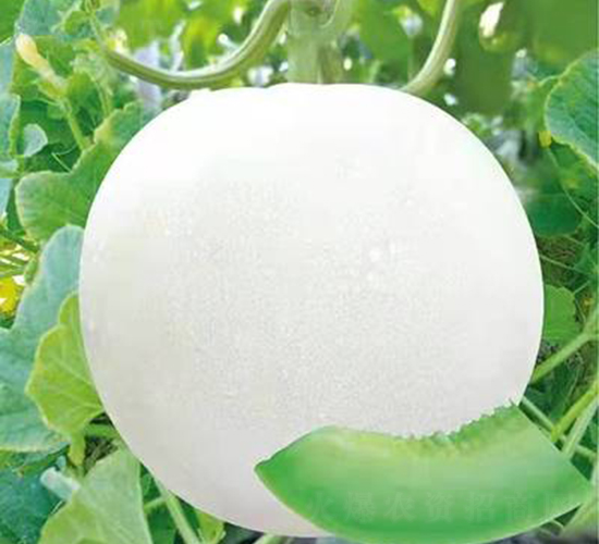 九圣禾綠菇1號(hào)-甜瓜種子-九圣禾