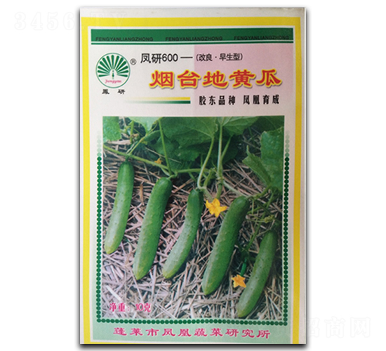 煙臺地黃瓜-黃瓜種子-鳳凰種業(yè)