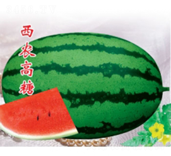 西農(nóng)高糖-西瓜種子-秦紅種業(yè)