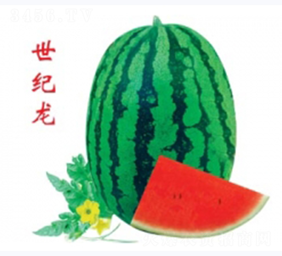 世紀(jì)龍-西瓜種子-秦紅種業(yè)