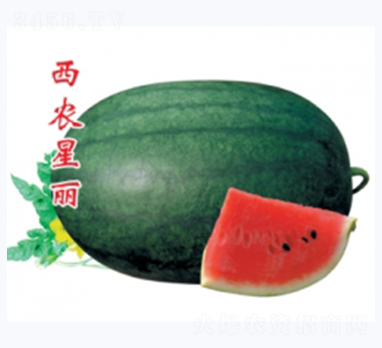 西農(nóng)星麗-西瓜種子-秦紅種業(yè)