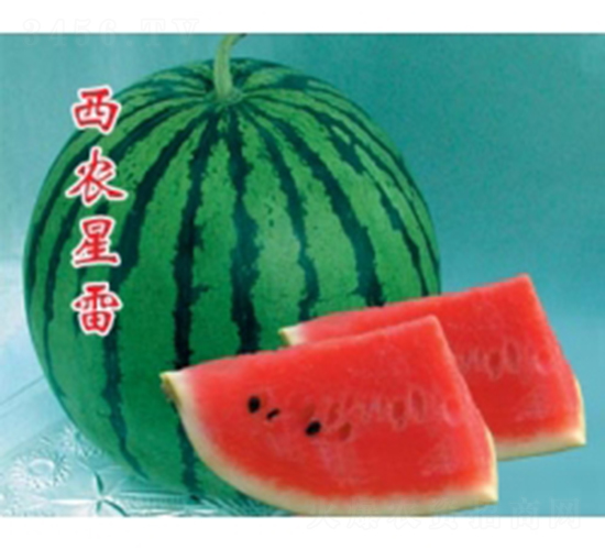 西農(nóng)星雷-西瓜種子-秦紅種業(yè)