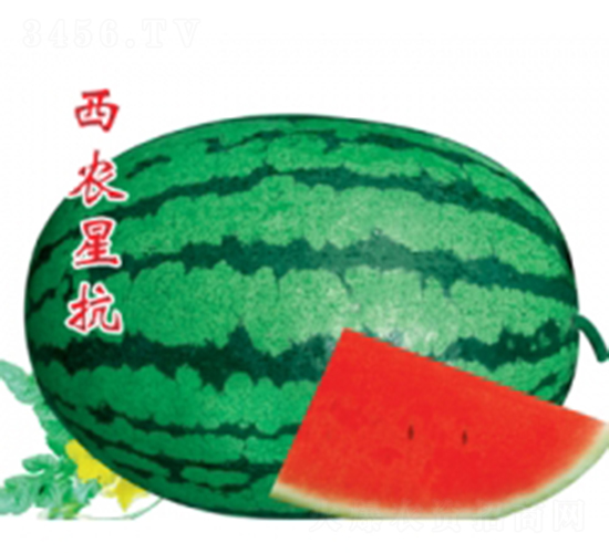 西農(nóng)星抗-西瓜種子-秦紅種業(yè)