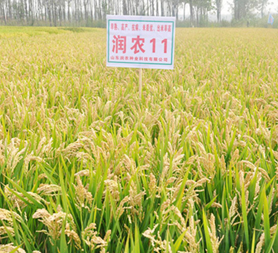 潤農(nóng)11-水稻種子-潤農(nóng)種業(yè)