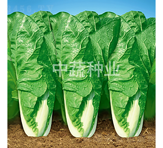 中蔬快菜1號(hào)-白菜種子-中蔬種業(yè)