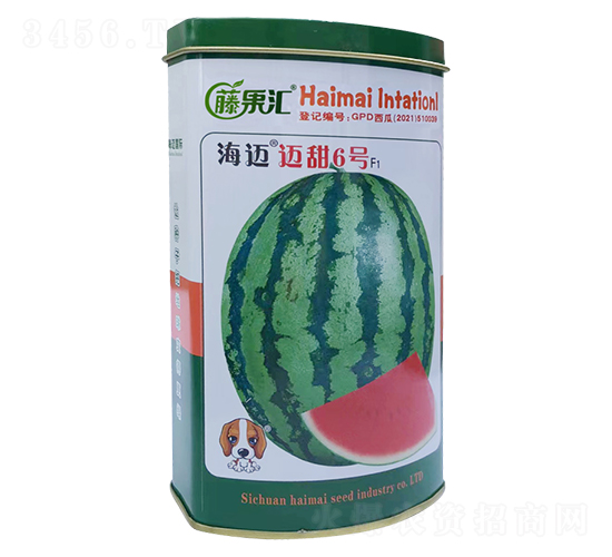 邁甜6號(hào)-西瓜種子-藤果匯-海邁國(guó)際