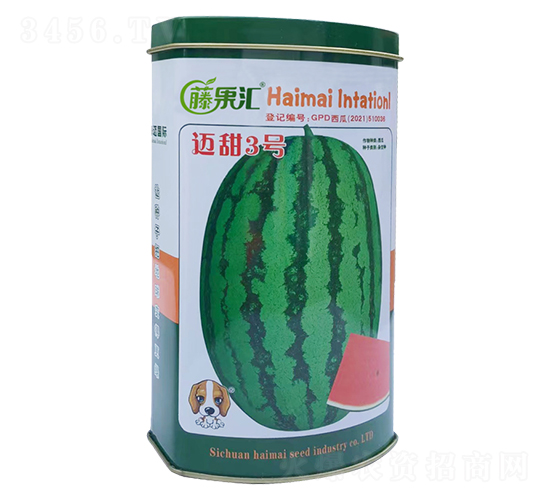 邁甜3號(hào)-西瓜種子-藤果匯-海邁國(guó)際