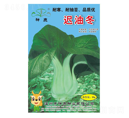 遲油冬-青梗菜種子-神鹿種業(yè)