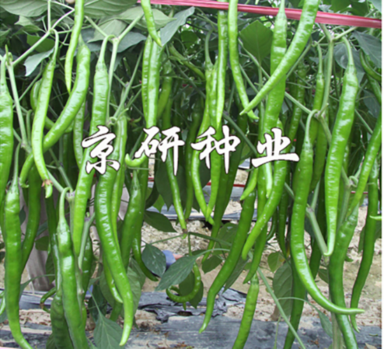 國(guó)福409-辣椒種子-京研種業(yè)