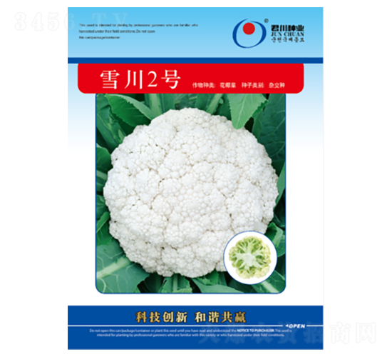 雪川2號(hào)-松花菜種子-君川種業(yè)