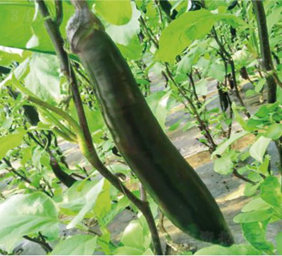 紫玉一號(hào)-茄子種子-和潤農(nóng)業(yè)