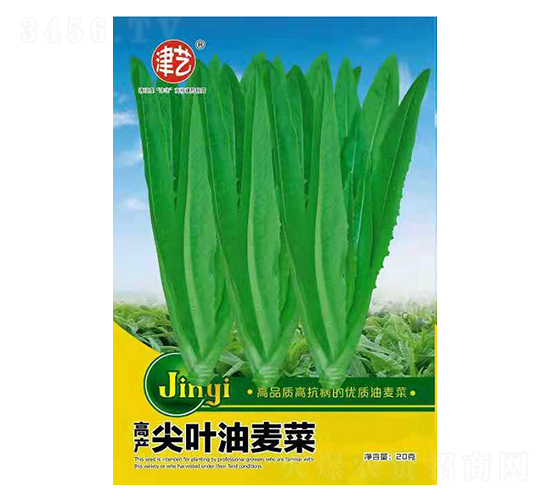 油麥菜種子-尖葉油麥菜-邯豐農業(yè)