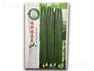 瑞新福美來-黃瓜種子-億家豐