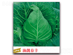 油靚春豐-甘藍(lán)種子-邢申