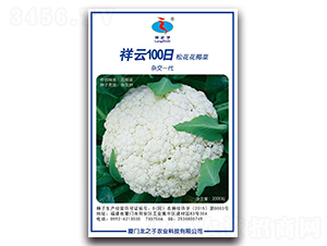 祥云100日-松花菜種子-龍之子