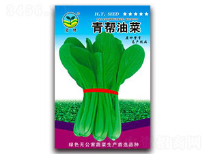青幫油菜-青梗菜種子-宏特
