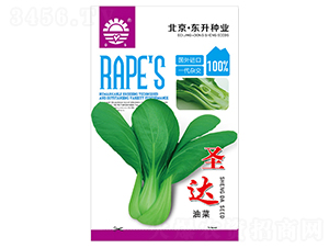 東升圣達油菜-油菜種子-東升種業(yè)
