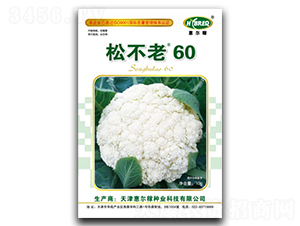 松不老60-松花菜種子-惠爾稼