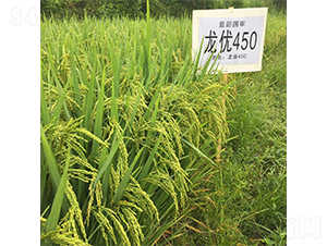 龍優(yōu)450-水稻種子-西科農業(yè)