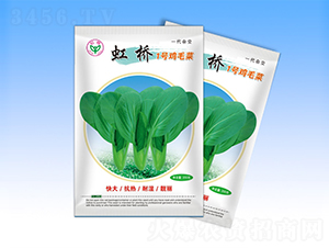 虹橋一號-青梗菜種子-天龍種業(yè)