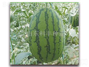 紅花蜜200-西瓜種子-科豐種業(yè)