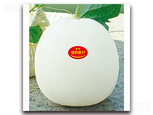 雪奶香1號(hào)-甜瓜種子-鼎牌種苗