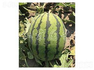 糖王12號-西瓜種子-江淮園藝