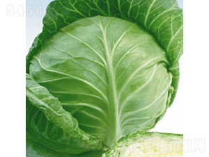 荷蘭綠月-甘藍(lán)種子-金品農(nóng)業(yè)