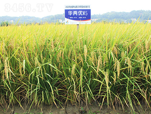 華兩優(yōu)M5-水稻種子-金健種業(yè)